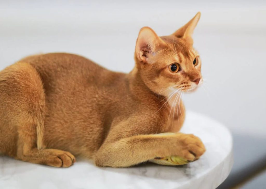 阿比西尼亚猫：优雅古埃及猫、性格与养护