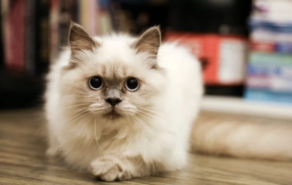 伯曼猫：比布偶好养、仙气十足的神仙猫咪