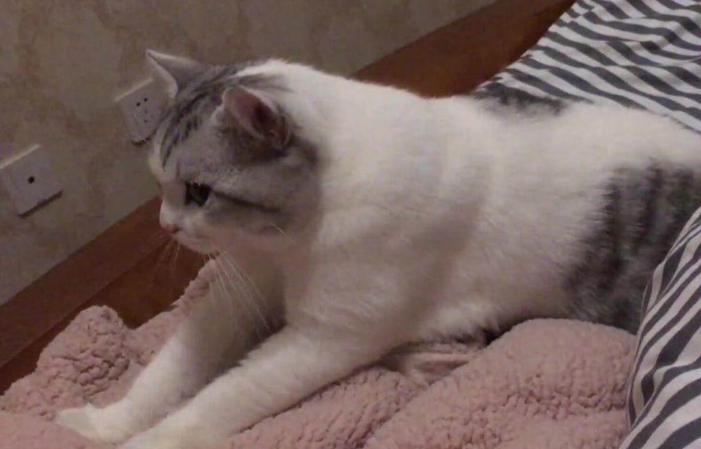 猫咪蹭人踩奶呼噜翘尾巴：代表什么？