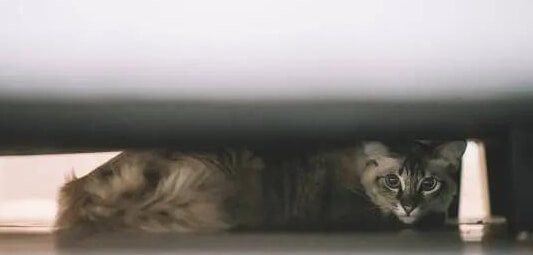 猫咪应激躲起来不吃不喝：快速安抚方法