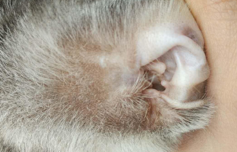 猫咪耳朵清洁：耳螨、油、异味处理方法