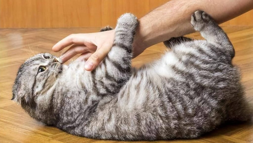 猫咪不让抱不让摸：训练变粘人小技巧