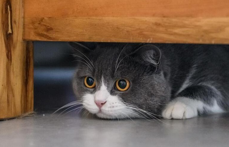 猫咪害怕陌生人：社会化训练，胆子变大