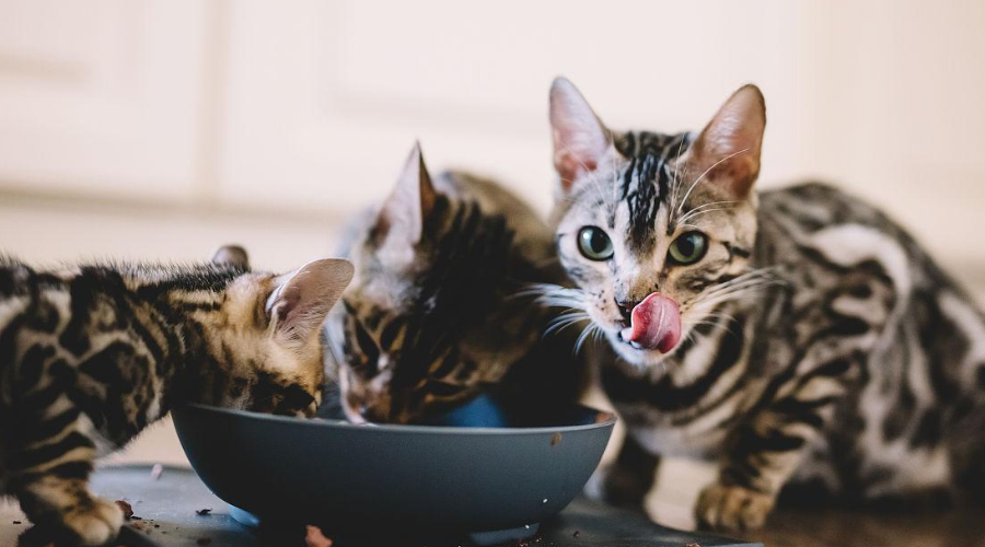 成猫科学喂养指南：每天吃多少、喂几顿
