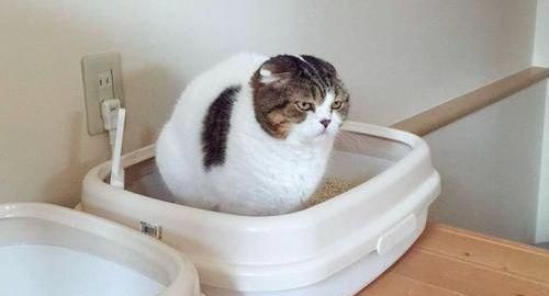 猫咪便秘怎么办？安全缓解与就医信号