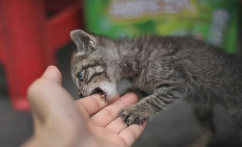 猫咪咬人抓人：3 步纠正法，安全不伤人