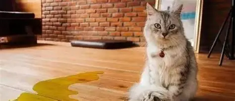 猫咪乱尿终极解决：排查→纠正→预防