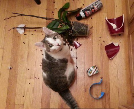 猫咪半夜跑酷还嚎叫？亲测4天调整作息，从此告别“凌晨演唱会”！