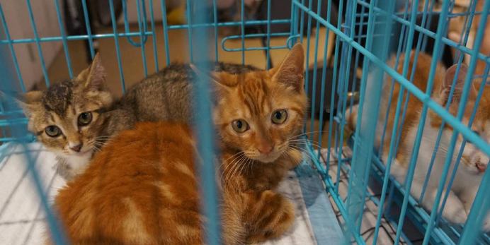 领养代替购买：正规领养渠道与流程全解