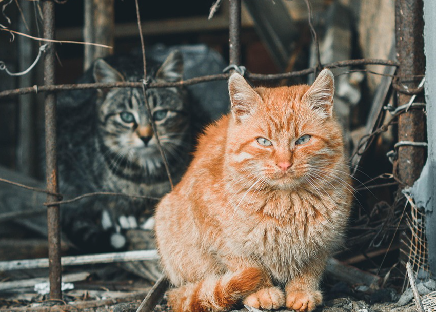 捡到流浪猫第一步做什么？完整救助流程