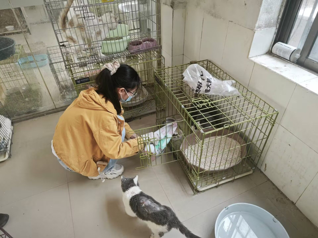 流浪猫救助必备物品清单（应急篇）
