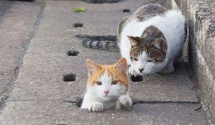 流浪猫带回家：体检、驱虫、隔离、适应