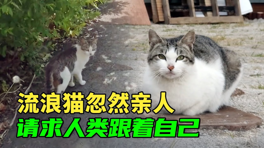 流浪猫亲人怕人应激：安抚与适应方法