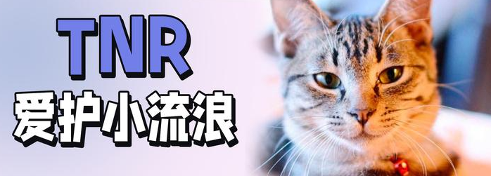 TNR 是什么？流浪猫绝育放归科普与操作