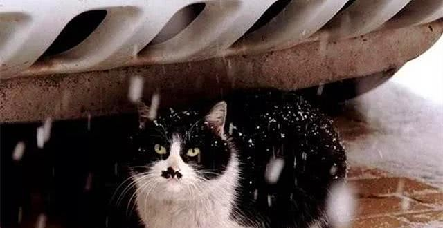 冬天救助流浪猫：保暖、食物、安全注意