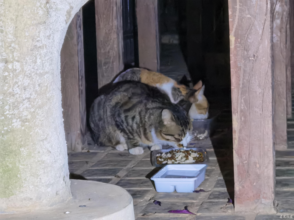 小区喂流浪猫：科学投喂、不扰民、不招虫