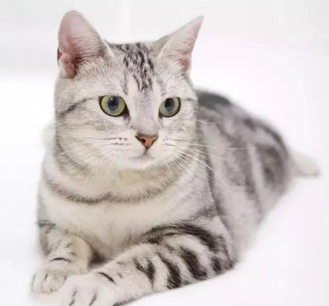 美国短毛猫全解析：活泼省心、家庭首选经典猫