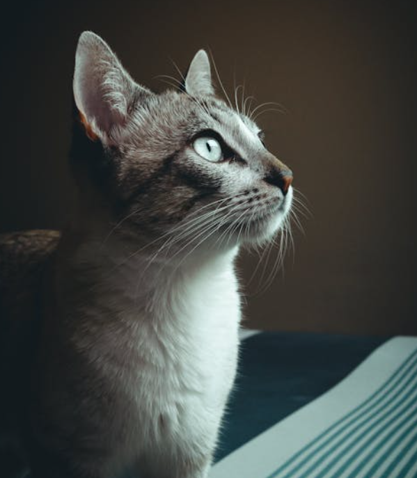 中华田园猫 – 最皮实聪明、性价比最高的猫咪