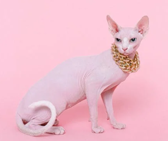 斯芬克斯无毛猫：温度护理、皮肤清洁、开销全解