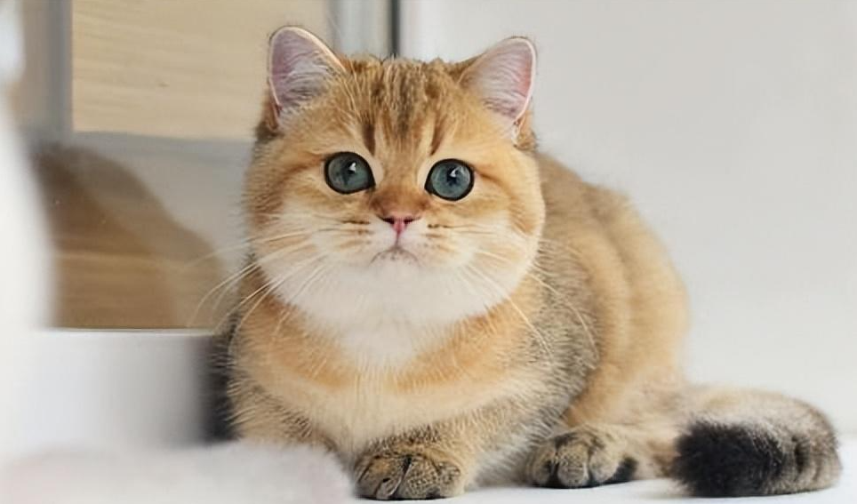 金渐层饲养指南：品相、喂养、健康、避坑要点