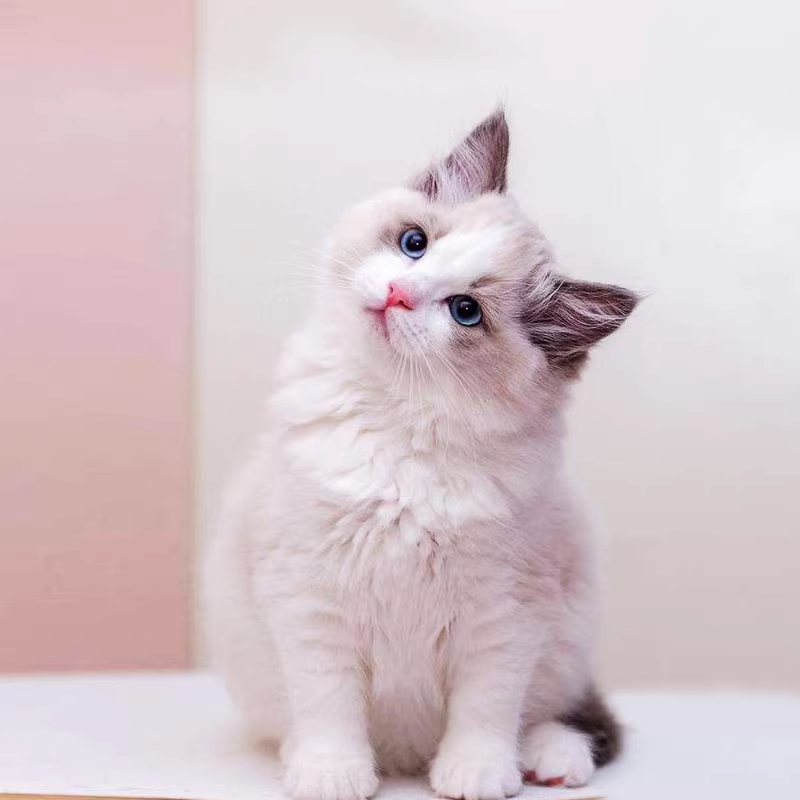 布偶猫深度科普：性格、掉毛、预算、饲养难度