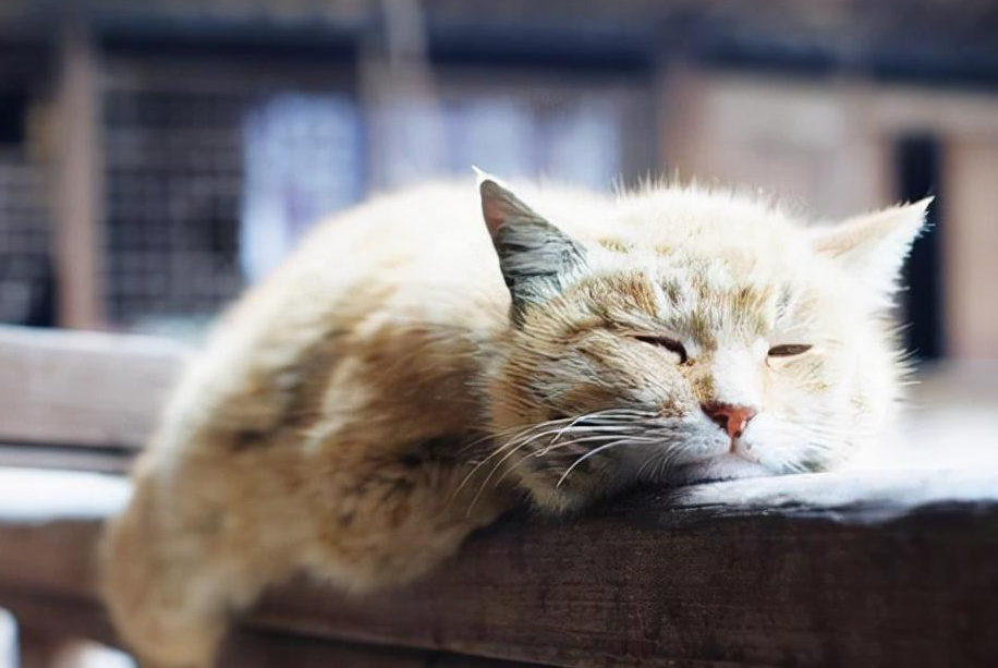 老年猫养护重点：7 岁后饮食、体检、护理