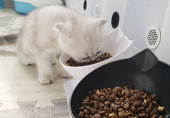 猫咪换粮不软便：7 天过渡法 + 注意事项