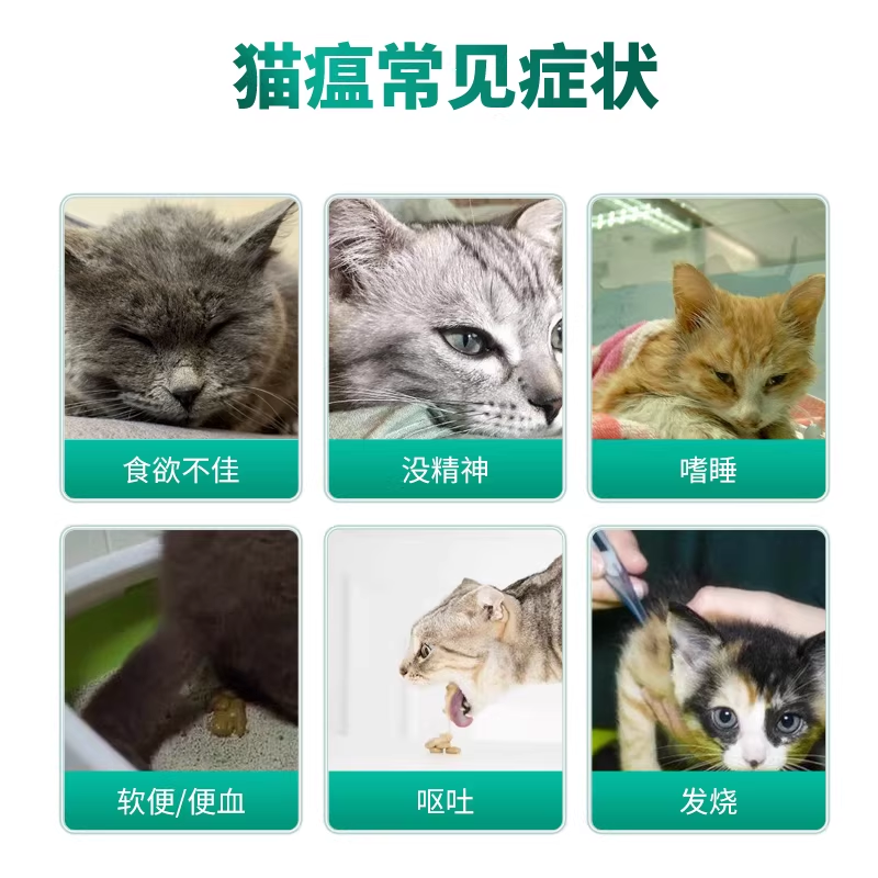 猫瘟识别与急救：初期症状、隔离、护理