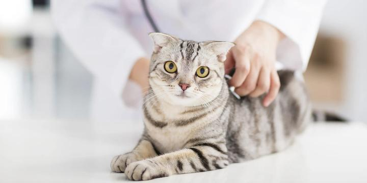 猫咪体检项目清单：每年查什么、不花冤枉钱