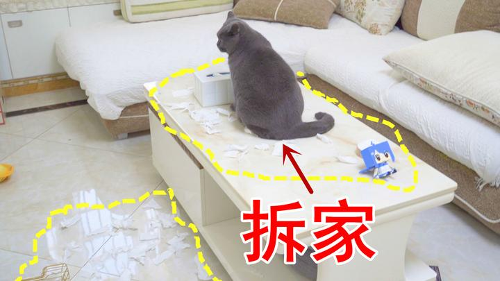 猫咪拆家乱抓家具：根源解决 + 替代方案
