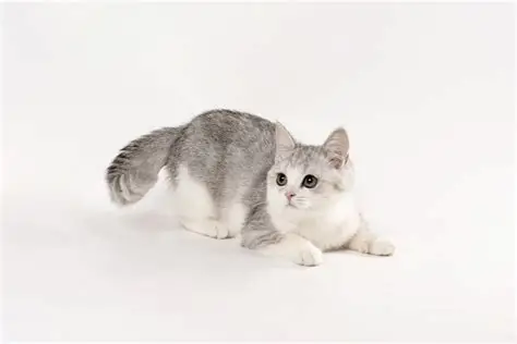 银渐层 VS 金渐层：区别、性格、饲养难度对比