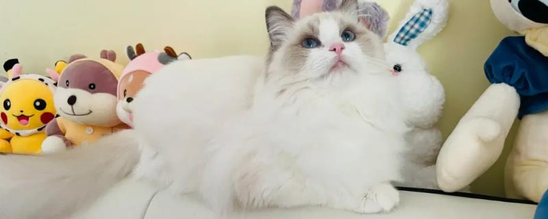 猫咪咳嗽打喷嚏呼吸急促：原因与处理