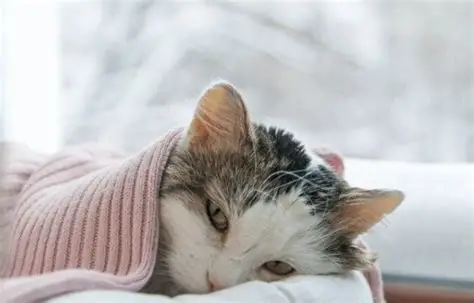 猫咪发烧怎么判断？家庭处理与降温方法