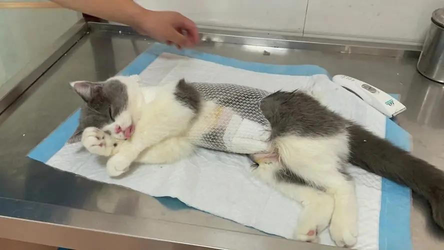 猫咪绝育最佳时间：术前术中术后护理
