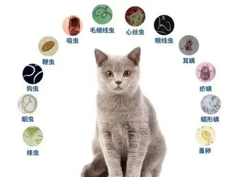 猫咪寄生虫：跳蚤、蜱虫、蛔虫全方位防治