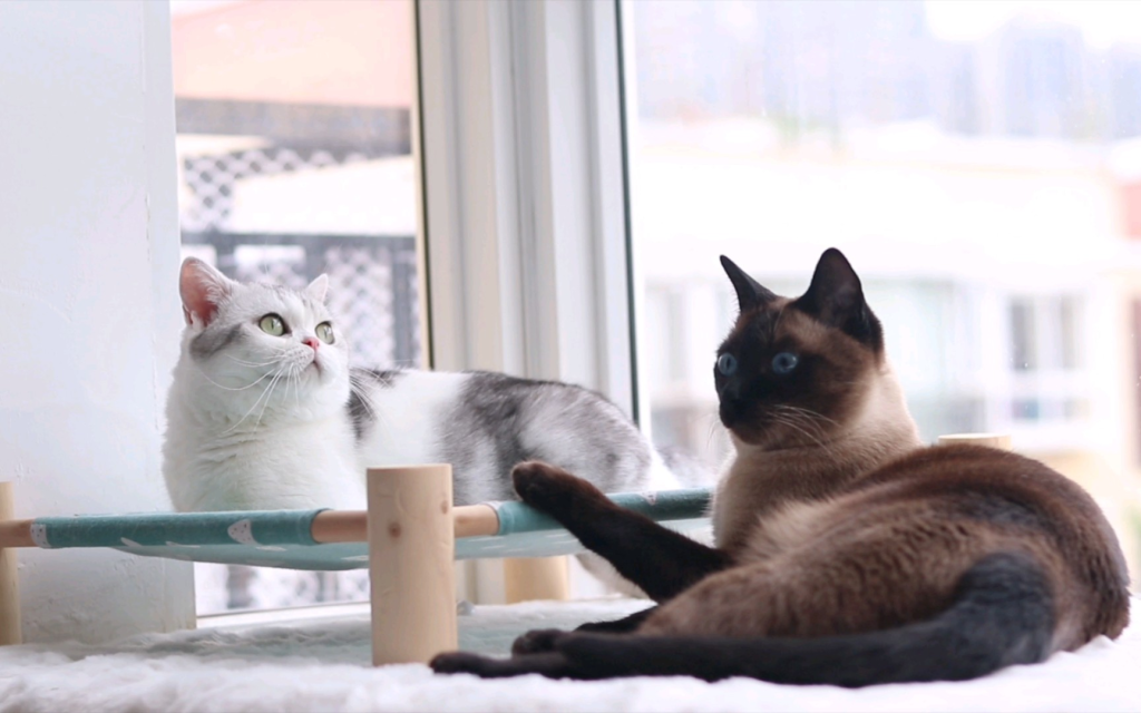 多猫家庭打架哈气对峙：和平共处方案