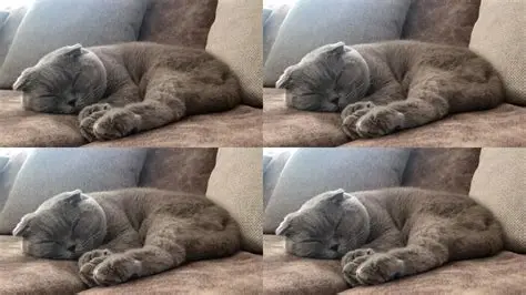 猫咪上床上沙发上桌：想禁止怎么教