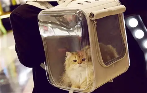 猫包选择：外出、就医、托运、透气安全