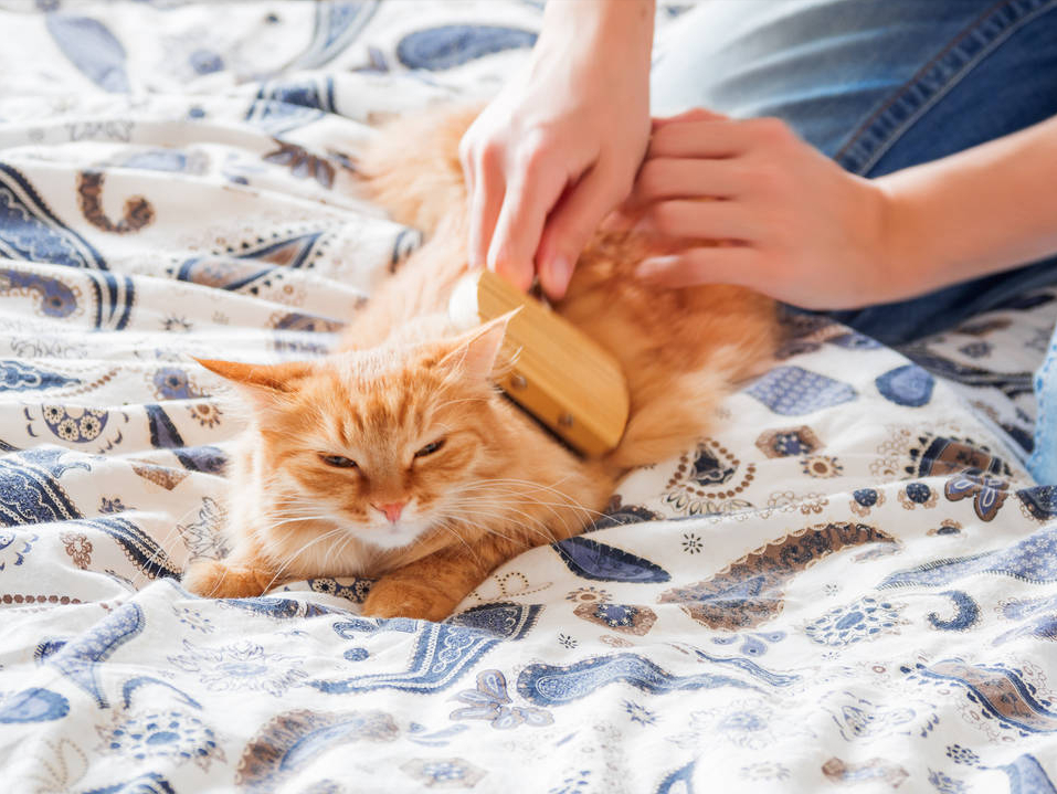 幼猫 1-12 个月成长全攻略：饮食、疫苗、护理