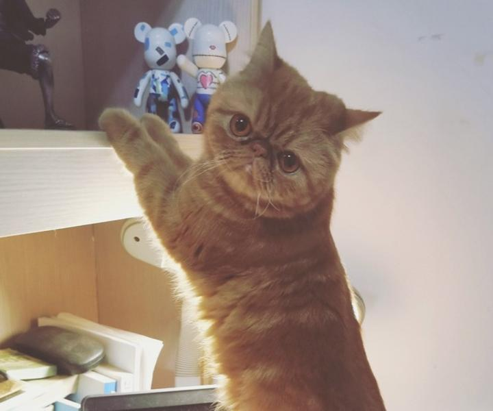 领养成年猫：比幼猫更省心，优点超多