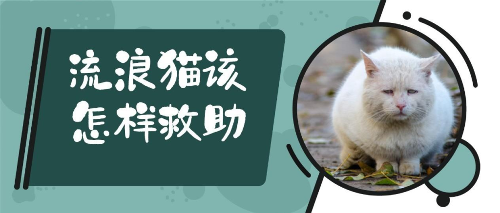 流浪猫绝育：费用、医院、申请渠道全攻略｜TNR新手必看