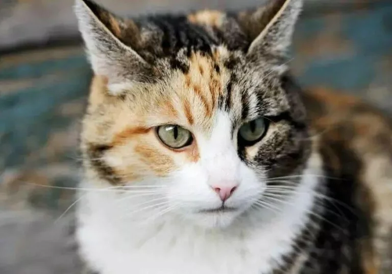 新手养猫怎么选？15 种适合新手的猫咪全盘点