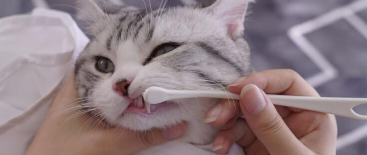 猫咪口腔护理：刷牙、口臭、牙结石预防