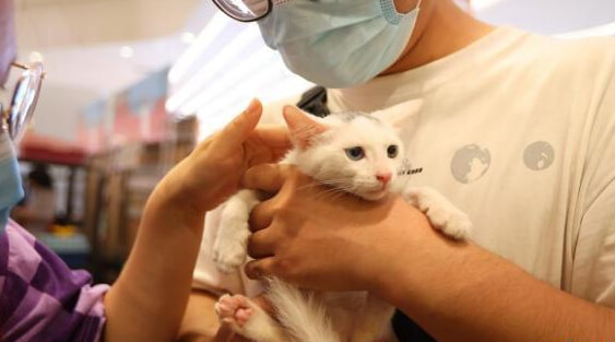 领养猫咪回访怎么做？饲主与救助方须知