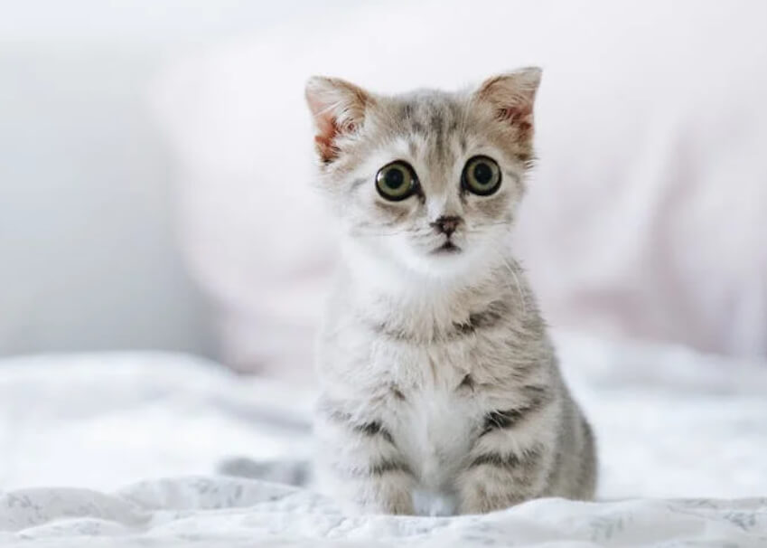 猫咪性格分类：粘人、独立、活泼、安静怎么选