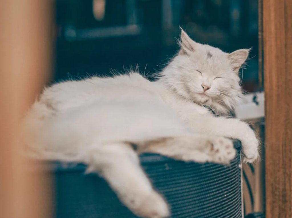 新手慎养！这 6 种猫劝退 90% 第一次养猫的人