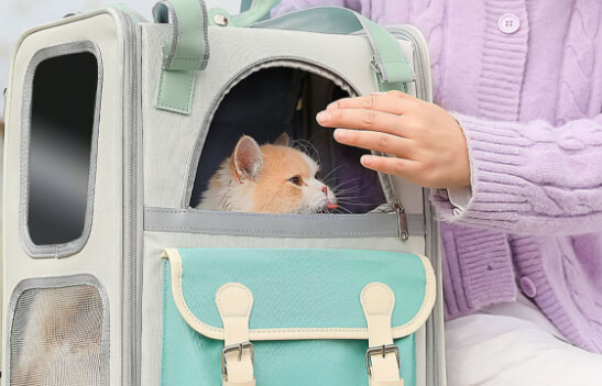 猫咪害怕出门猫包：脱敏训练、安心出行