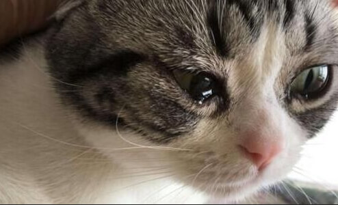 猫咪眼睛流泪红肿分泌物：常见问题解决