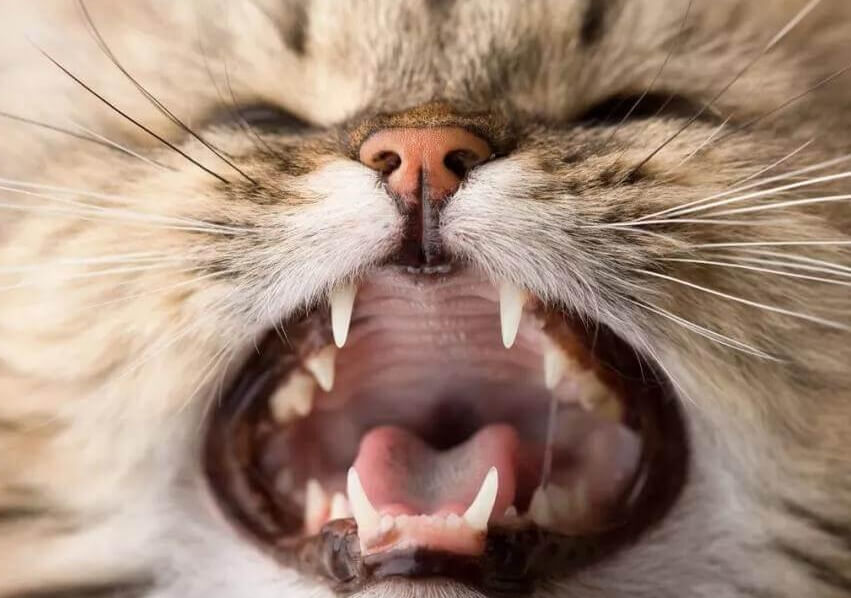 猫咪流口水口臭拒食：可能是口腔疾病