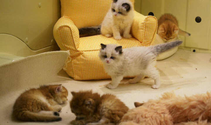 猫咪居家环境布置：安全感、磨爪、休息区